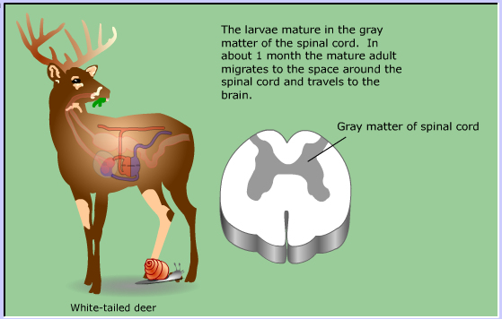 life cycle of Meningeal Deer worm