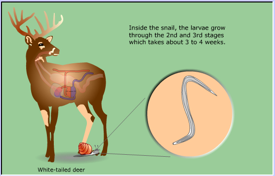 life cycle of Meningeal Deer worm