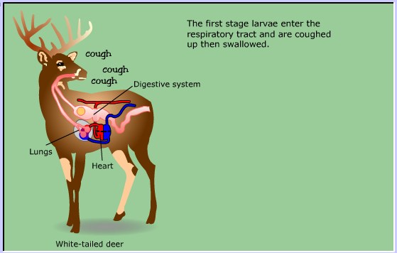 life cycle of Meningeal Deer worm