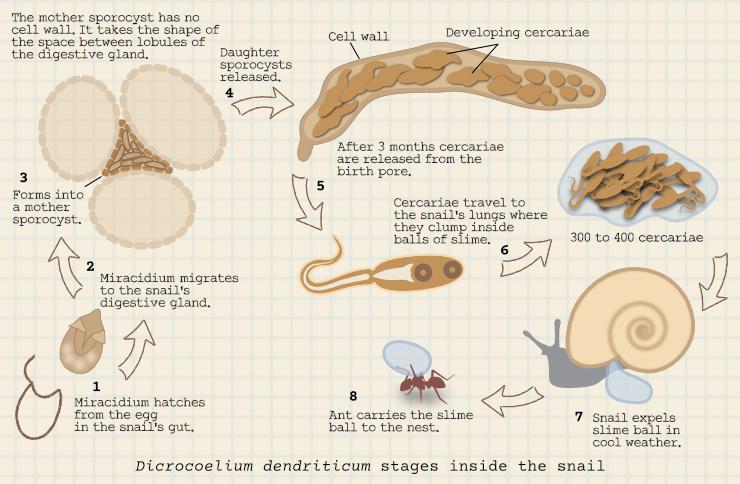 Life cycle in the snail
