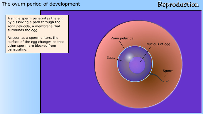 development
