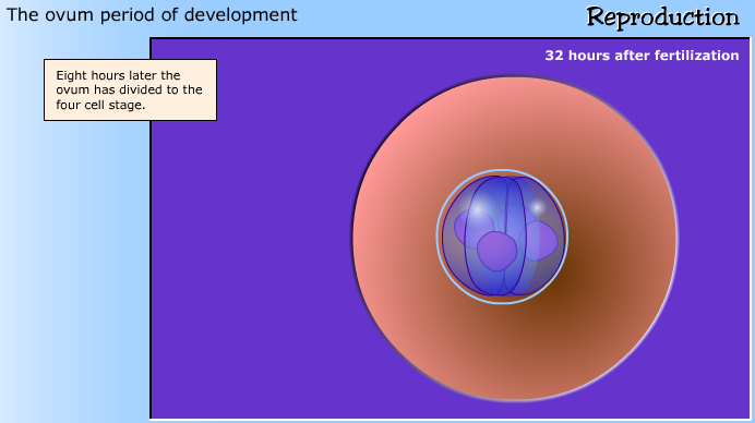 development