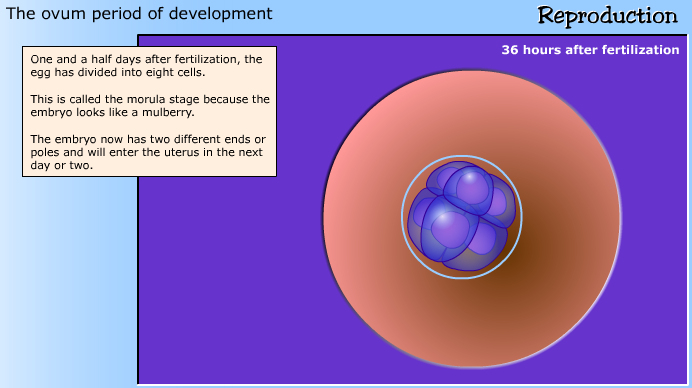 development