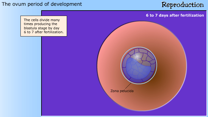 development