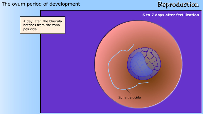 development
