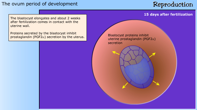 development