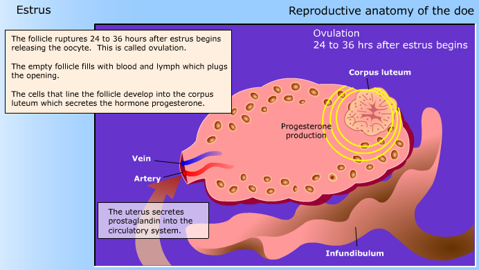 Reproductive