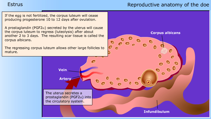 Reproductive