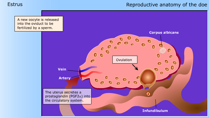 Reproductive