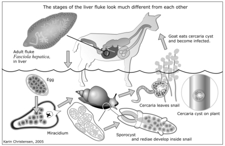 Liver fluke life cycle