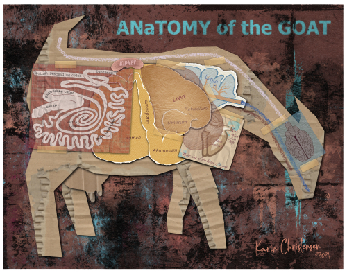 Anatomy of the Goat