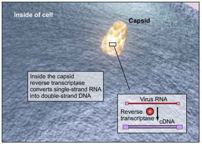 Capsid enters cell