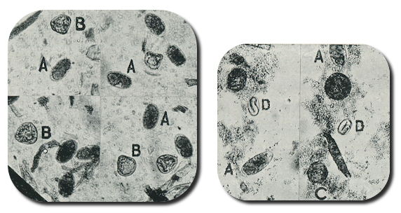 oocytes under low power