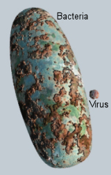 Size of virus relative to bacteria