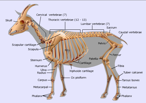 goat skeleton labeled