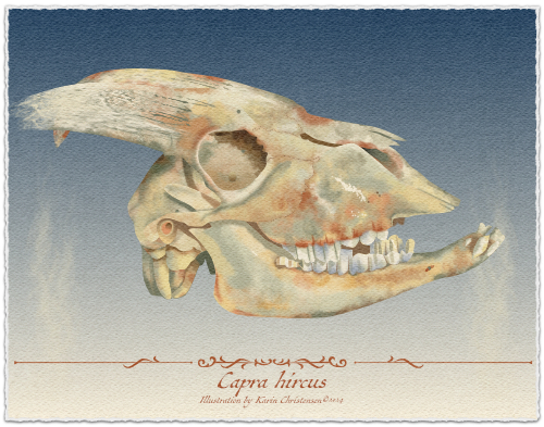 The skull of the goat