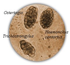 strongylid oocytes