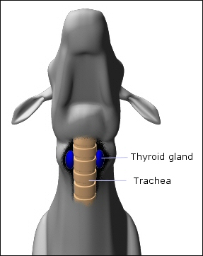 Location of thyroid glands